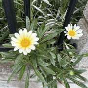 ヒメ日記 2025/07/12 08:35 投稿 白瀬奈美 ローテンブルク