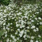 ヒメ日記 2025/07/30 10:48 投稿 白瀬奈美 ローテンブルク