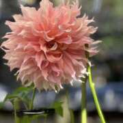 ヒメ日記 2025/10/04 07:43 投稿 白瀬奈美 ローテンブルク