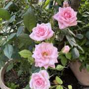 ヒメ日記 2025/10/07 07:18 投稿 白瀬奈美 ローテンブルク