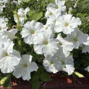 ヒメ日記 2025/10/31 22:47 投稿 白瀬奈美 ローテンブルク