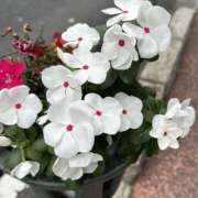 ヒメ日記 2025/11/06 11:04 投稿 白瀬奈美 ローテンブルク