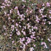 ヒメ日記 2025/11/08 14:55 投稿 白瀬奈美 ローテンブルク