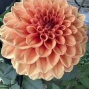 ヒメ日記 2025/11/10 08:03 投稿 白瀬奈美 ローテンブルク