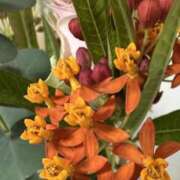 ヒメ日記 2025/11/16 08:59 投稿 白瀬奈美 ローテンブルク