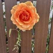 ヒメ日記 2025/11/18 06:46 投稿 白瀬奈美 ローテンブルク