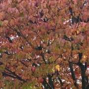 ヒメ日記 2025/11/24 12:25 投稿 白瀬奈美 ローテンブルク