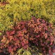 ヒメ日記 2025/12/13 09:40 投稿 白瀬奈美 ローテンブルク