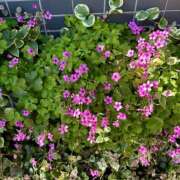 ヒメ日記 2026/01/04 07:36 投稿 白瀬奈美 ローテンブルク