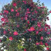 ヒメ日記 2026/01/04 15:02 投稿 白瀬奈美 ローテンブルク