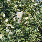 ヒメ日記 2026/01/08 15:22 投稿 白瀬奈美 ローテンブルク