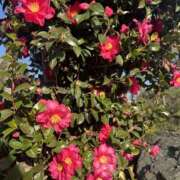 ヒメ日記 2026/01/18 23:57 投稿 白瀬奈美 ローテンブルク