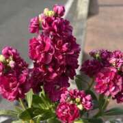 ヒメ日記 2026/02/05 15:12 投稿 白瀬奈美 ローテンブルク