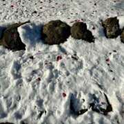 ヒメ日記 2026/02/09 15:53 投稿 白瀬奈美 ローテンブルク