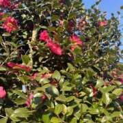 ヒメ日記 2026/02/13 09:25 投稿 白瀬奈美 ローテンブルク