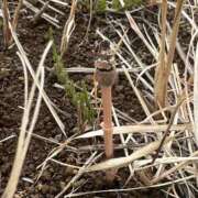 ヒメ日記 2026/03/06 16:34 投稿 白瀬奈美 ローテンブルク