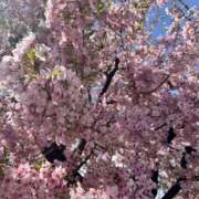 ヒメ日記 2026/03/07 15:18 投稿 白瀬奈美 ローテンブルク