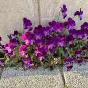 ヒメ日記 2026/03/09 10:55 投稿 白瀬奈美 ローテンブルク