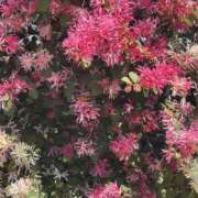 ヒメ日記 2026/03/13 12:49 投稿 白瀬奈美 ローテンブルク