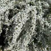 ヒメ日記 2026/03/14 07:46 投稿 白瀬奈美 ローテンブルク