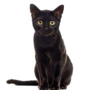 ヒメ日記 2026/03/21 16:15 投稿 白瀬奈美 ローテンブルク