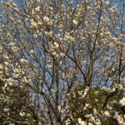 ヒメ日記 2026/03/22 19:58 投稿 白瀬奈美 ローテンブルク