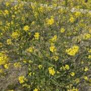 ヒメ日記 2026/03/24 16:12 投稿 白瀬奈美 ローテンブルク