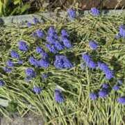 ヒメ日記 2026/03/28 14:21 投稿 白瀬奈美 ローテンブルク