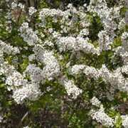 ヒメ日記 2026/04/01 07:01 投稿 白瀬奈美 ローテンブルク