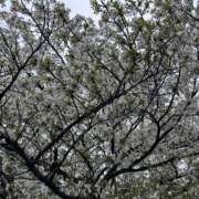 ヒメ日記 2026/04/02 11:40 投稿 白瀬奈美 ローテンブルク