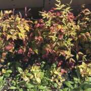 ヒメ日記 2026/04/03 18:49 投稿 白瀬奈美 ローテンブルク