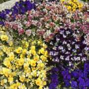 ヒメ日記 2026/04/03 20:49 投稿 白瀬奈美 ローテンブルク