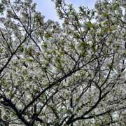 ヒメ日記 2026/04/04 15:34 投稿 白瀬奈美 ローテンブルク