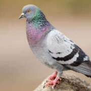 ヒメ日記 2026/04/07 15:14 投稿 白瀬奈美 ローテンブルク