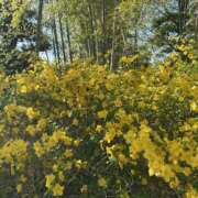 ヒメ日記 2026/04/13 22:24 投稿 白瀬奈美 ローテンブルク