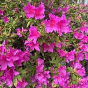 ヒメ日記 2026/04/17 08:06 投稿 白瀬奈美 ローテンブルク