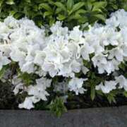 ヒメ日記 2026/04/19 08:58 投稿 白瀬奈美 ローテンブルク