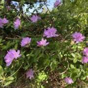 ヒメ日記 2026/04/19 10:44 投稿 白瀬奈美 ローテンブルク