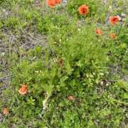 ヒメ日記 2026/04/25 06:39 投稿 白瀬奈美 ローテンブルク