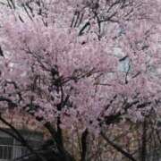 椎名 【電撃復活の人気美妻】 満開ですよ💗 仙台大人の秘密倶楽部