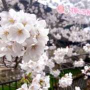 ヒメ日記 2025/04/06 12:41 投稿 あおい 京都祇園・南インターちゃんこ