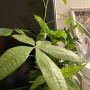 ヒメ日記 2025/02/22 07:09 投稿 リンカ 広島で評判のお店はココです！