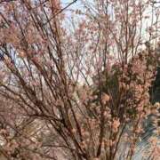 ヒメ日記 2025/03/28 18:31 投稿 リンカ 広島で評判のお店はココです！