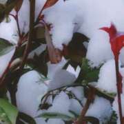 ヒメ日記 2026/02/08 15:37 投稿 ゆうこ スイカ