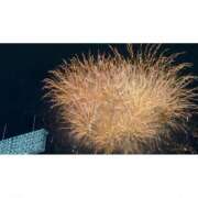 ヒメ日記 2025/08/13 02:53 投稿 すずか 横浜ハッピーマットパラダイス