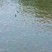 ヒメ日記 2025/04/13 20:59 投稿 しょう 人妻美人館