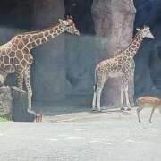 ヒメ日記 2025/09/02 14:12 投稿 しょう 人妻美人館