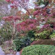 ヒメ日記 2025/11/20 11:28 投稿 しょう 人妻美人館