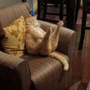 ヒメ日記 2024/12/23 20:36 投稿 ともえ奥様 人妻倶楽部　日本橋店