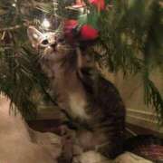 ヒメ日記 2024/12/26 00:16 投稿 ともえ奥様 人妻倶楽部　日本橋店